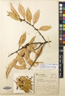 Type specimen at Edinburgh (E). Forrest, George: 27726. Barcode: E00120311.
