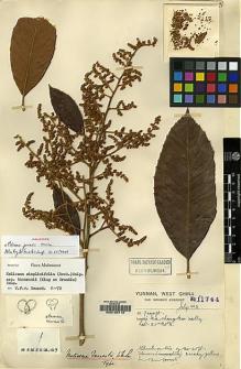 Type specimen at Edinburgh (E). Forrest, George: 11744. Barcode: E00120712.