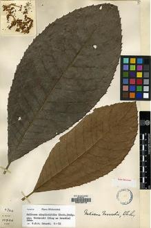 Type specimen at Edinburgh (E). Forrest, George: 11744. Barcode: E00120713.