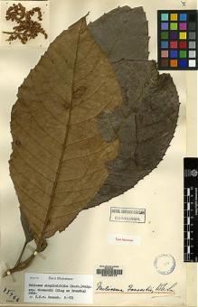 Type specimen at Edinburgh (E). Forrest, George: 11744. Barcode: E00120714.