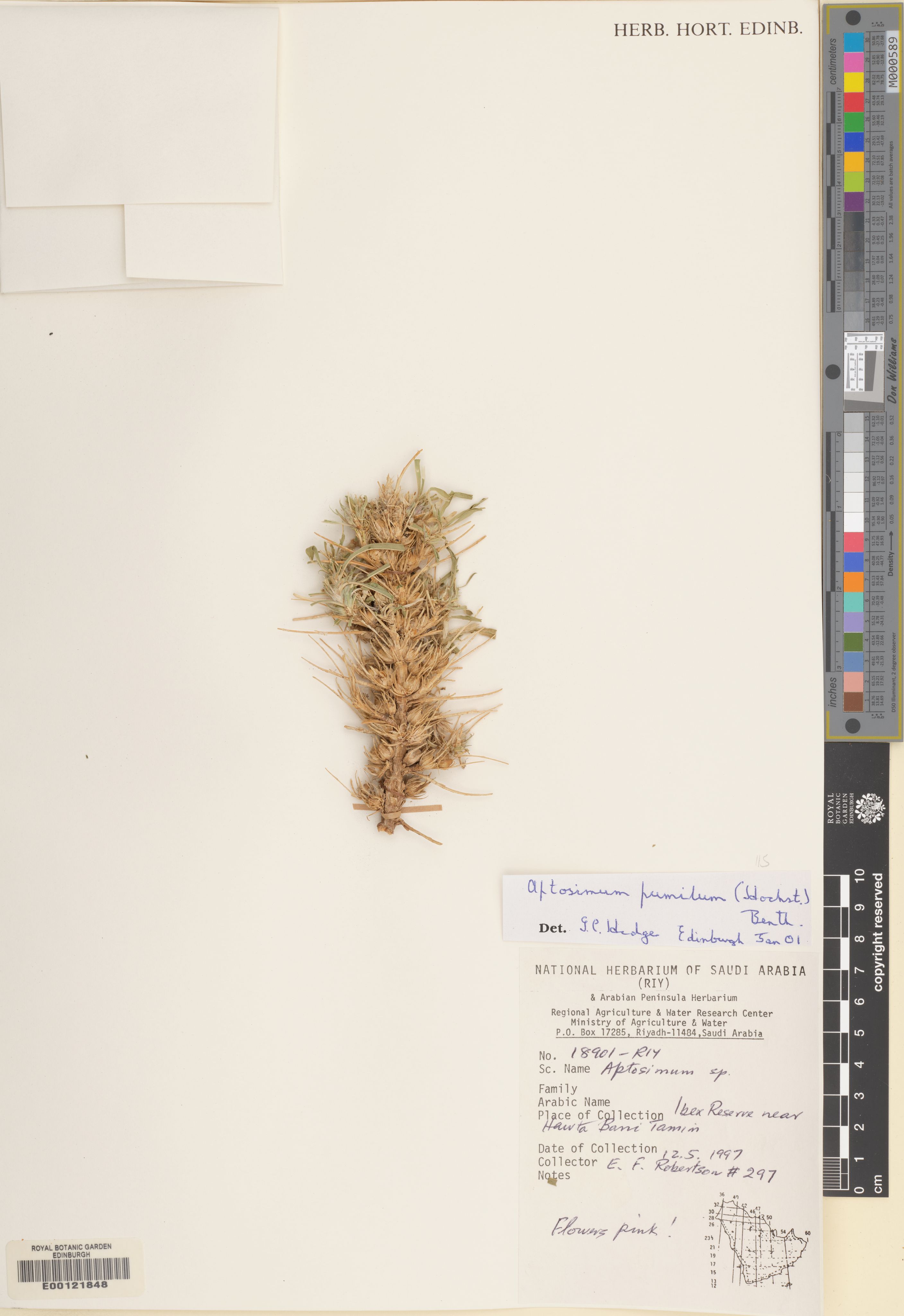 Aptosimum pumilum photograph 2