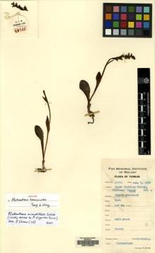 Type specimen at Edinburgh (E). Yu, Tse-tsun: 19763. Barcode: E00123067.