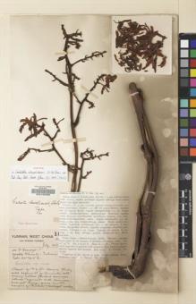 Type specimen at Edinburgh (E). Forrest, George: 18166. Barcode: E00123088.