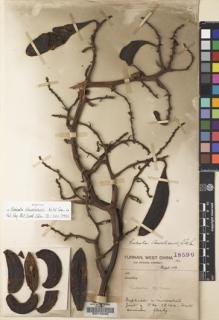 Type specimen at Edinburgh (E). Forrest, George: 18596. Barcode: E00123089.
