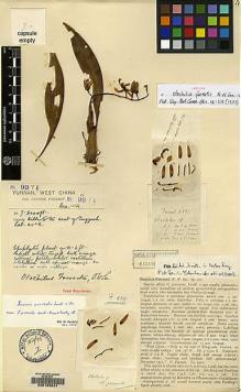 Type specimen at Edinburgh (E). Forrest, George: 9371. Barcode: E00123241.
