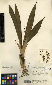 Type specimen at Edinburgh (E). Forrest, George: 11762. Barcode: E00123318.