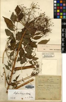 Type specimen at Edinburgh (E). Farrer, Reginald: 1227. Barcode: E00123589.