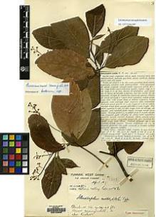 Type specimen at Edinburgh (E). Forrest, George: 13667. Barcode: E00123605.