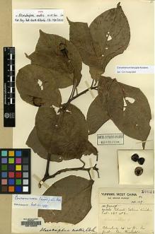 Type specimen at Edinburgh (E). Forrest, George: 16021. Barcode: E00123606.