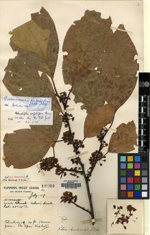 Type specimen at Edinburgh (E). Forrest, George: 15705. Barcode: E00123780.