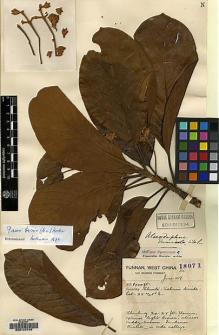 Type specimen at Edinburgh (E). Forrest, George: 18071. Barcode: E00123792.