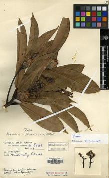 Type specimen at Edinburgh (E). Forrest, George: 9624. Barcode: E00123818.