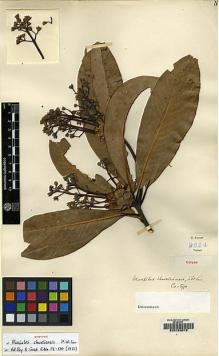 Type specimen at Edinburgh (E). Forrest, George: 9624. Barcode: E00123819.