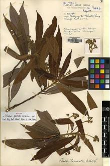 Type specimen at Edinburgh (E). Forrest, George: 7835. Barcode: E00123834.