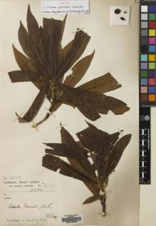 Type specimen at Edinburgh (E). Forrest, George: 8745. Barcode: E00123835.