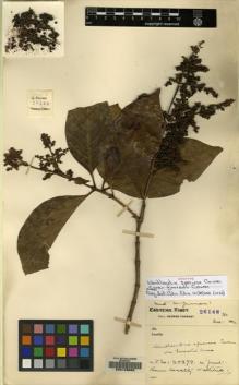 Type specimen at Edinburgh (E). Forrest, George: 26148. Barcode: E00123862.