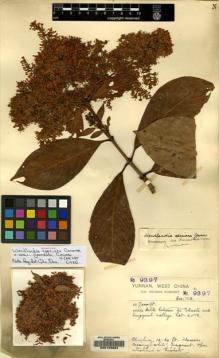 Type specimen at Edinburgh (E). Forrest, George: 9397. Barcode: E00123864.
