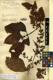 Type specimen at Edinburgh (E). Forrest, George: 9806. Barcode: E00123865.