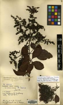 Type specimen at Edinburgh (E). Forrest, George: 8255. Barcode: E00123867.