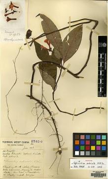 Type specimen at Edinburgh (E). Forrest, George: 17656. Barcode: E00123925.