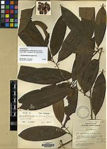 Type specimen at Edinburgh (E). Sinclair, James: 39356. Barcode: E00124261.