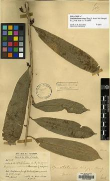 Type specimen at Edinburgh (E). Dr G. King's Collector: 7537. Barcode: E00124262.