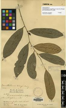 Type specimen at Edinburgh (E). Dr G. King's Collector: 10512. Barcode: E00124263.