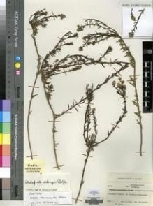Type specimen at Edinburgh (E). Seydel, R: 2476. Barcode: E00124667.