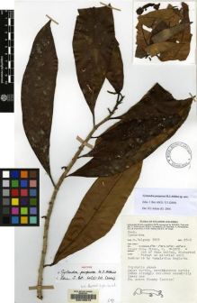 Type specimen at Edinburgh (E). Van Balgooy, Max: 3503. Barcode: E00125013.