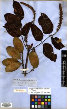 Type specimen at Edinburgh (E). Spruce, Richard: 4292. Barcode: E00125310.