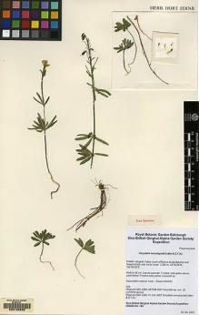 Type specimen at Edinburgh (E). Sino-British Qinghai Alpine Garden Society Expedition: 782. Barcode: E00125825.