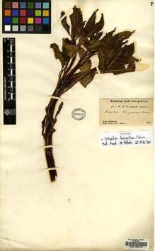 Type specimen at Edinburgh (E). Przewalski, Nikolai: . Barcode: E00126012.