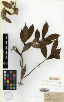 Type specimen at Edinburgh (E). Esquirol, Joseph: 396. Barcode: E00126474.