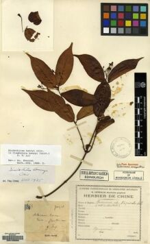 Type specimen at Edinburgh (E). Esquirol, Joseph: 427. Barcode: E00126580.