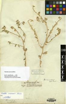 Type specimen at Edinburgh (E). Schimper, Georg: 341. Barcode: E00126650.