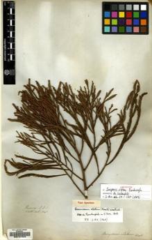 Type specimen at Edinburgh (E). Wallich, Nathaniel: 6045. Barcode: E00127224.