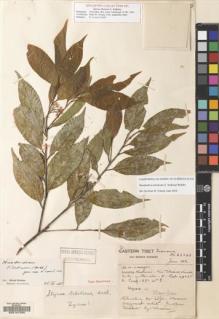 Type specimen at Edinburgh (E). Forrest, George: 21648. Barcode: E00127298.