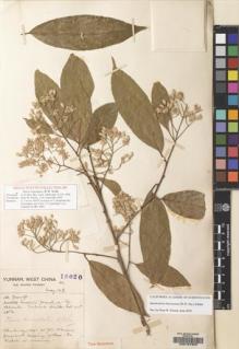 Type specimen at Edinburgh (E). Forrest, George: 18020. Barcode: E00127303.