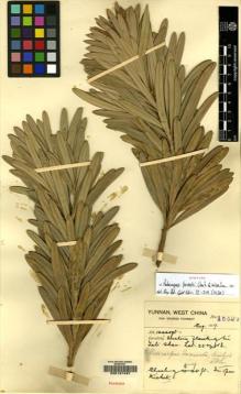 Type specimen at Edinburgh (E). Forrest, George: 15527. Barcode: E00127437.