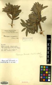 Type specimen at Edinburgh (E). Forrest, George: 4665. Barcode: E00127440.