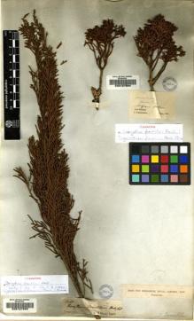 Type specimen at Edinburgh (E). Cunningham, A.: . Barcode: E00127564.