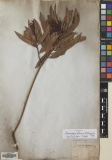 Type specimen at Edinburgh (E). Sellow, Friedrich: . Barcode: E00127636.