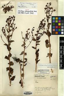 Type specimen at Edinburgh (E). Forrest, George: 27512. Barcode: E00127746.