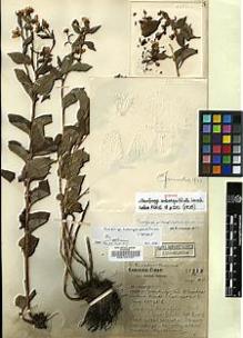 Type specimen at Edinburgh (E). Forrest, George: 27213. Barcode: E00127747.