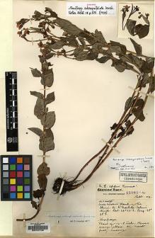 Type specimen at Edinburgh (E). Forrest, George: 25005. Barcode: E00127748.
