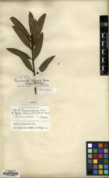 Type specimen at Edinburgh (E). Seemann, Berthold: 577. Barcode: E00127892.