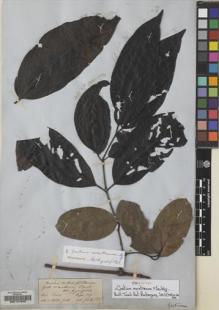 Type specimen at Edinburgh (E). Hooker, Joseph; Thomson, Thomas: . Barcode: E00127945.