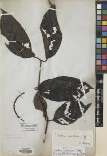 Type specimen at Edinburgh (E). Wallich, Nathaniel: 8023. Barcode: E00127950.