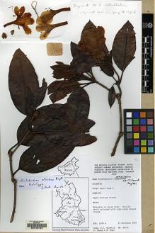 Type specimen at Edinburgh (E). Warwick, M.C.; Camus, J. & Hapi, M.: MW301. Barcode: E00128152.