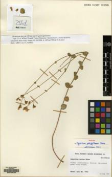 Type specimen at Edinburgh (E). Güner, Adil: 7952. Barcode: E00128163.